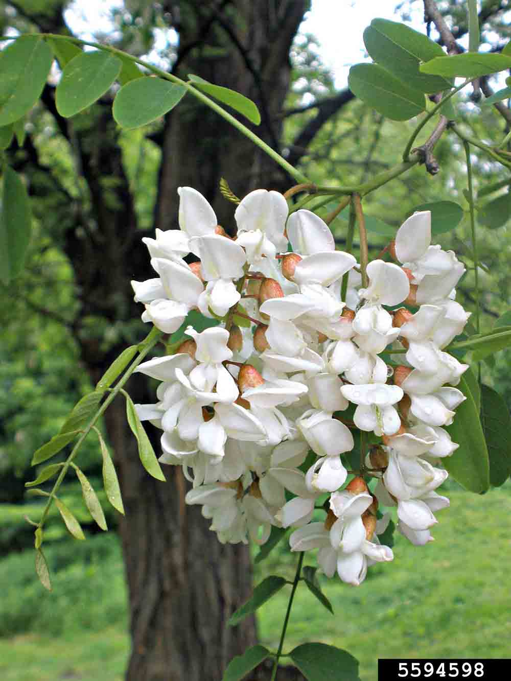 Black locust flowers in 4"-8" raceme