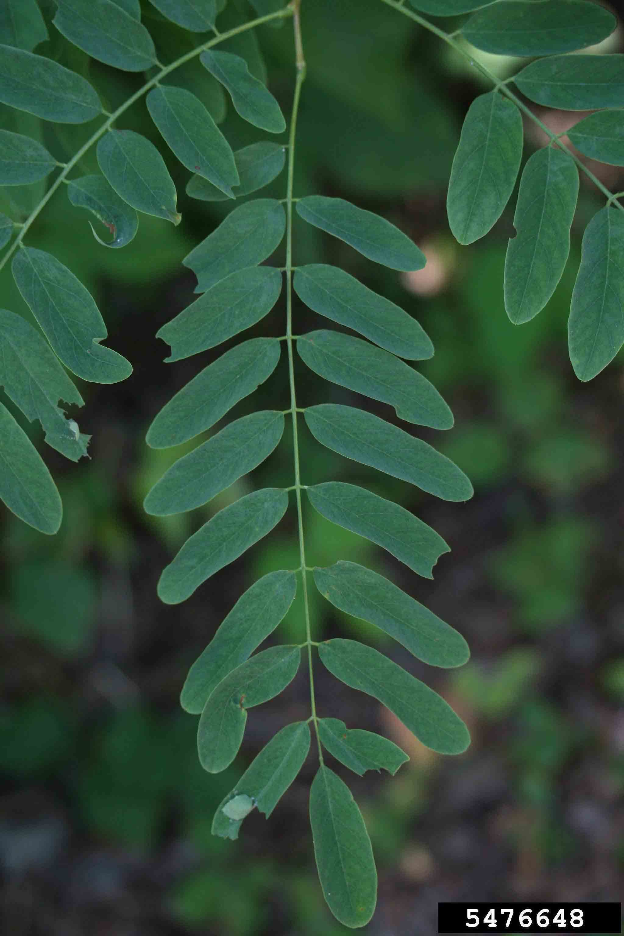 Black locust leaf, pinnately compound and 8"-14" long