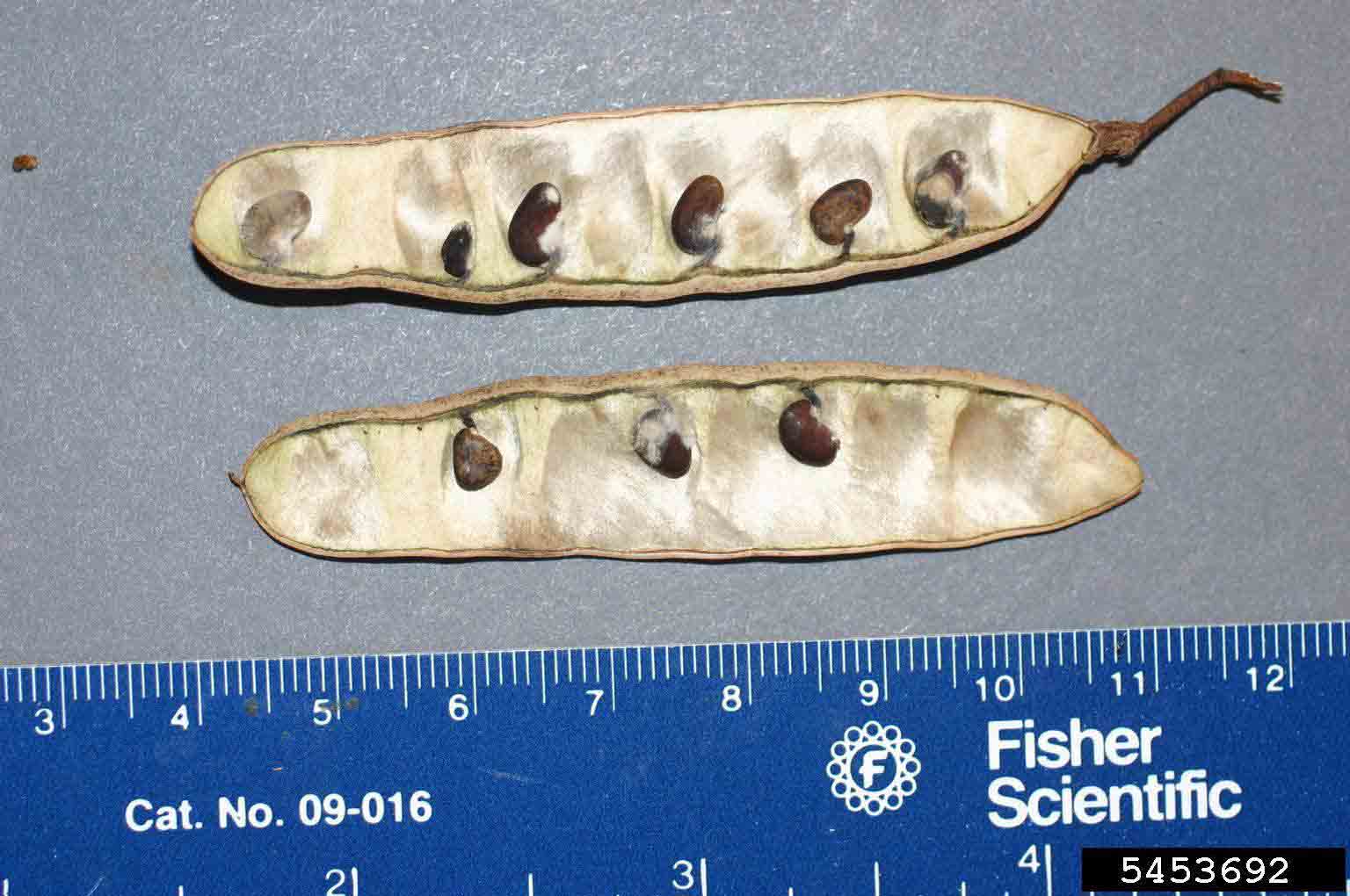 Black locust seeds in pods