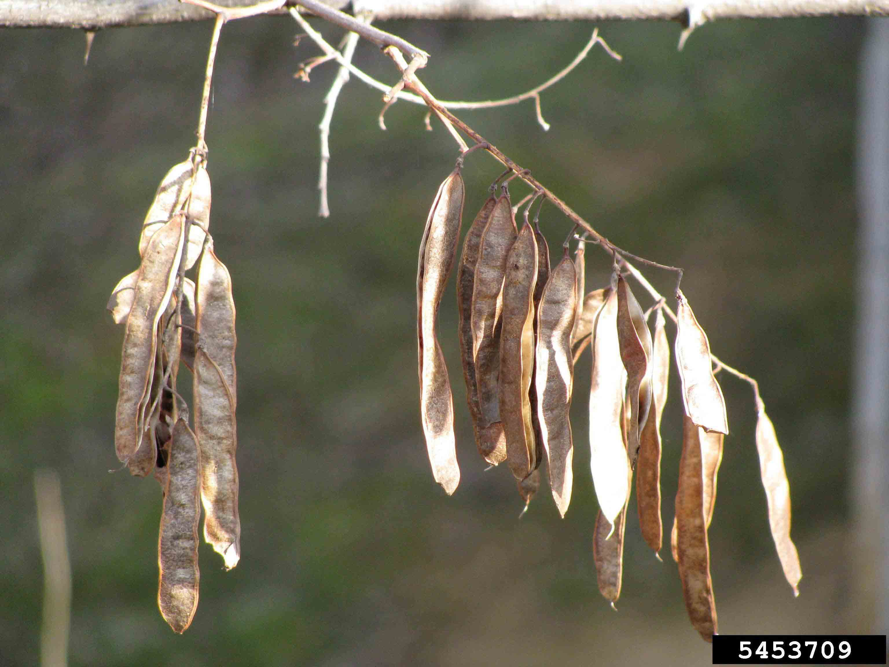 Black locust seed pods