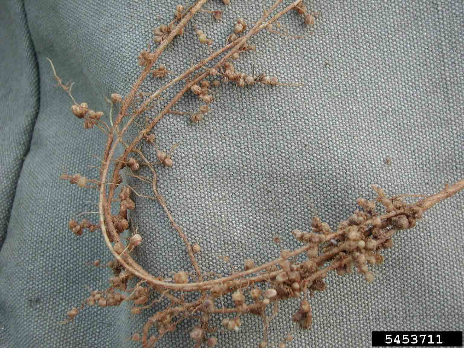 Black locust root nodules