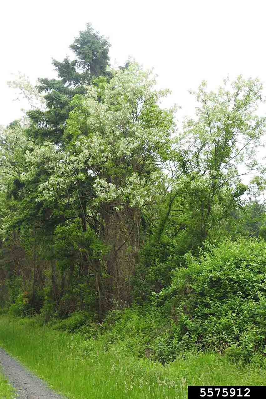 Black locust tree in bloom