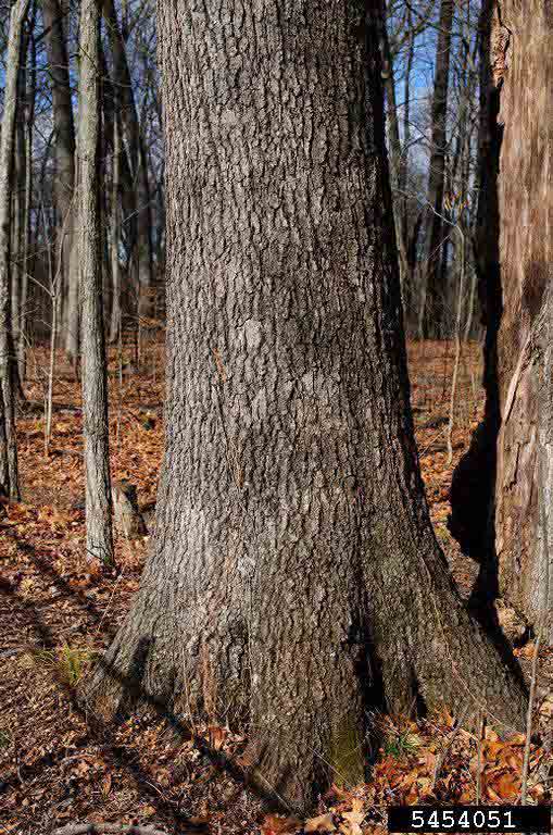 Black oak bark on mature tree