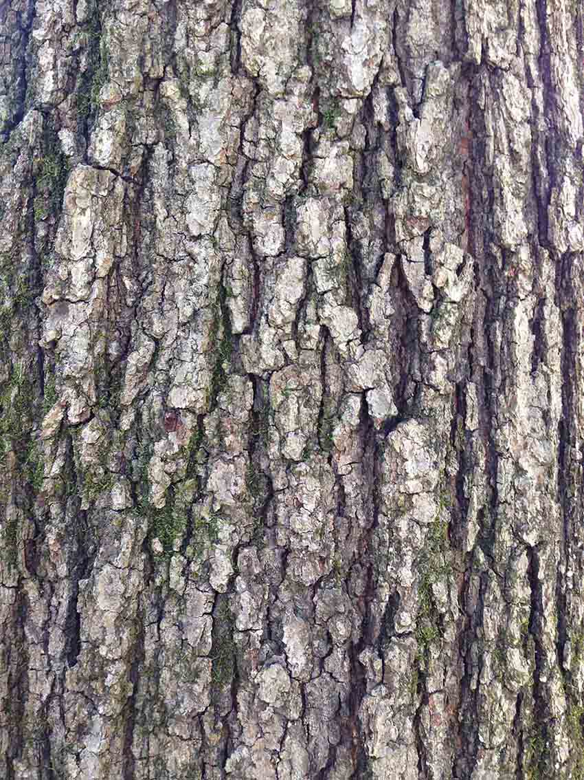 Black oak bark on trunk