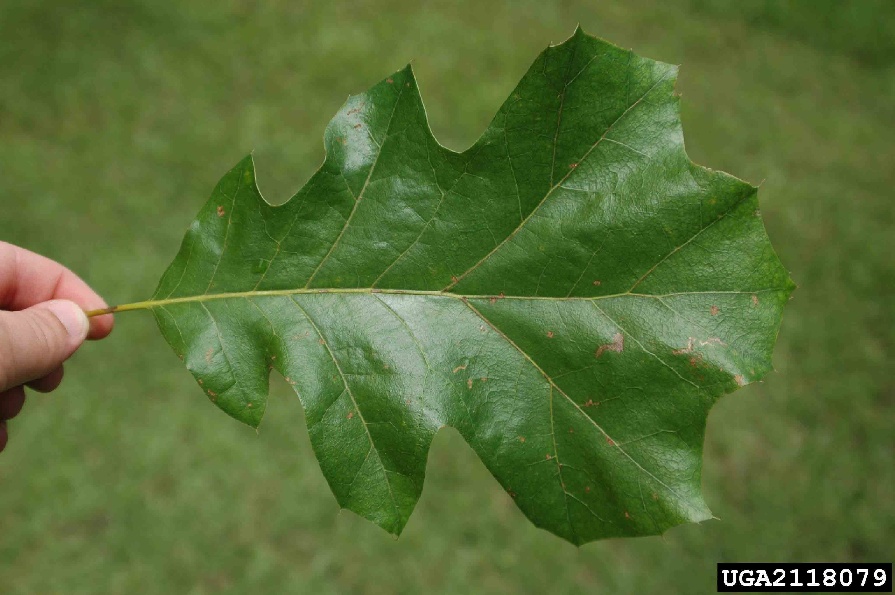 Black oak leaf, up to 10" long