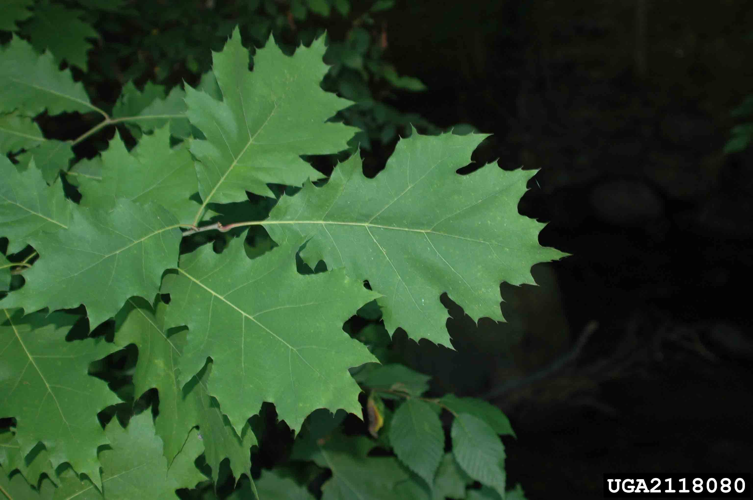 Black oak leaves, showing 7-9 main lobes and bristles on the tips