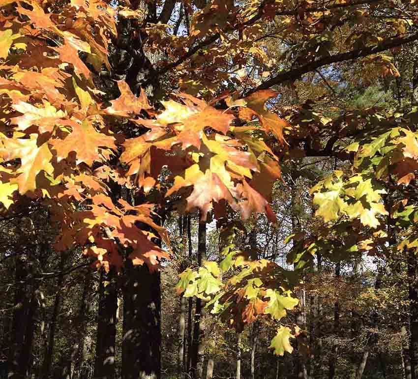 Black oak leaves, fall