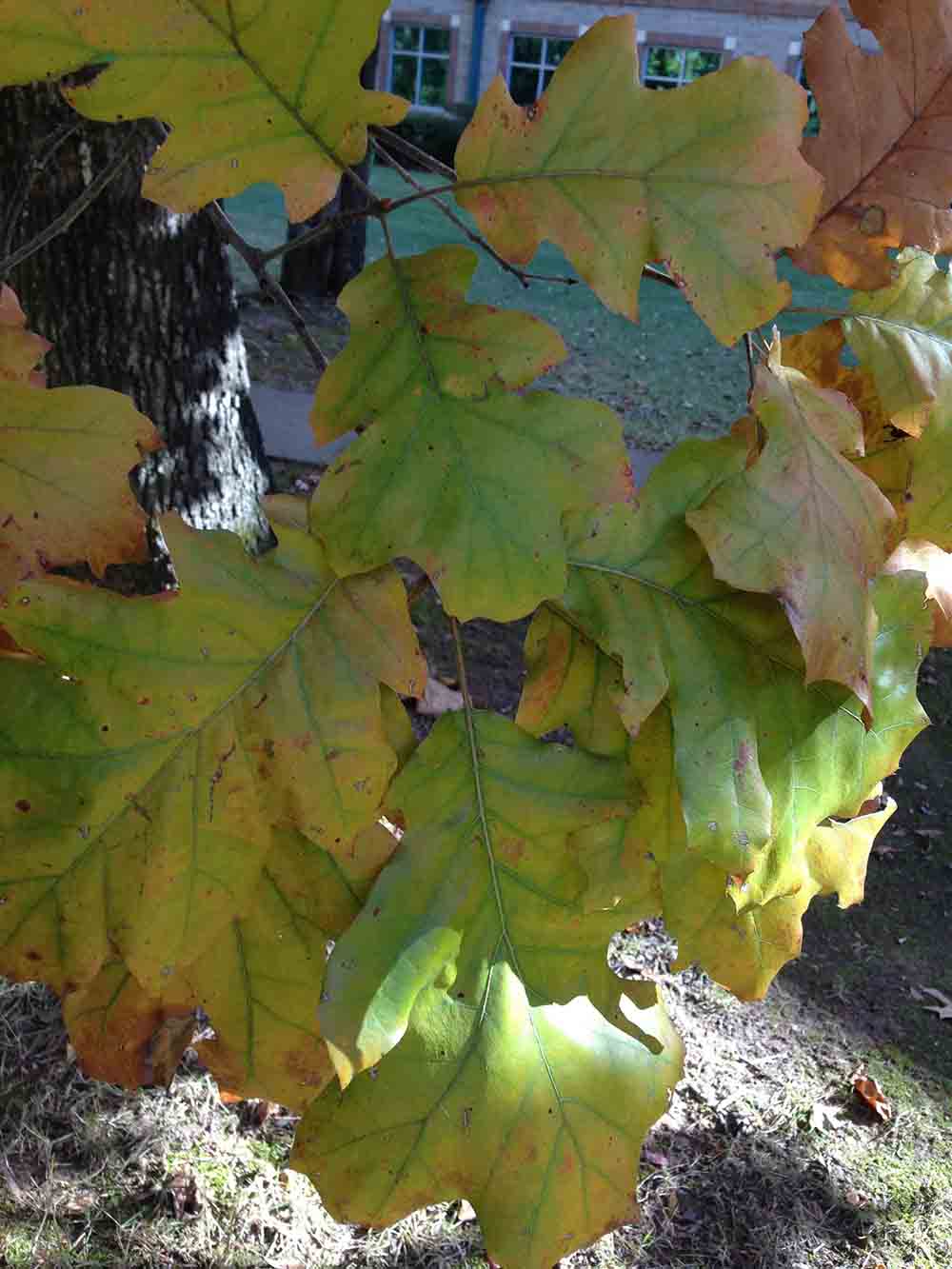 Black oak leaves, fall
