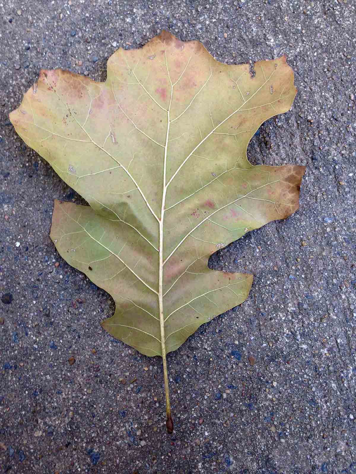 Black oak leaf, underside