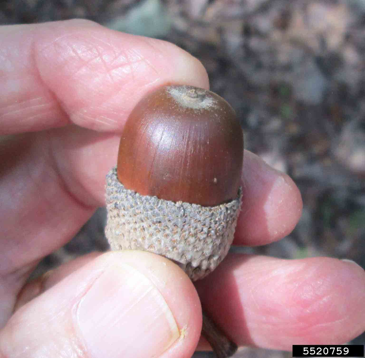 Black oak acorn