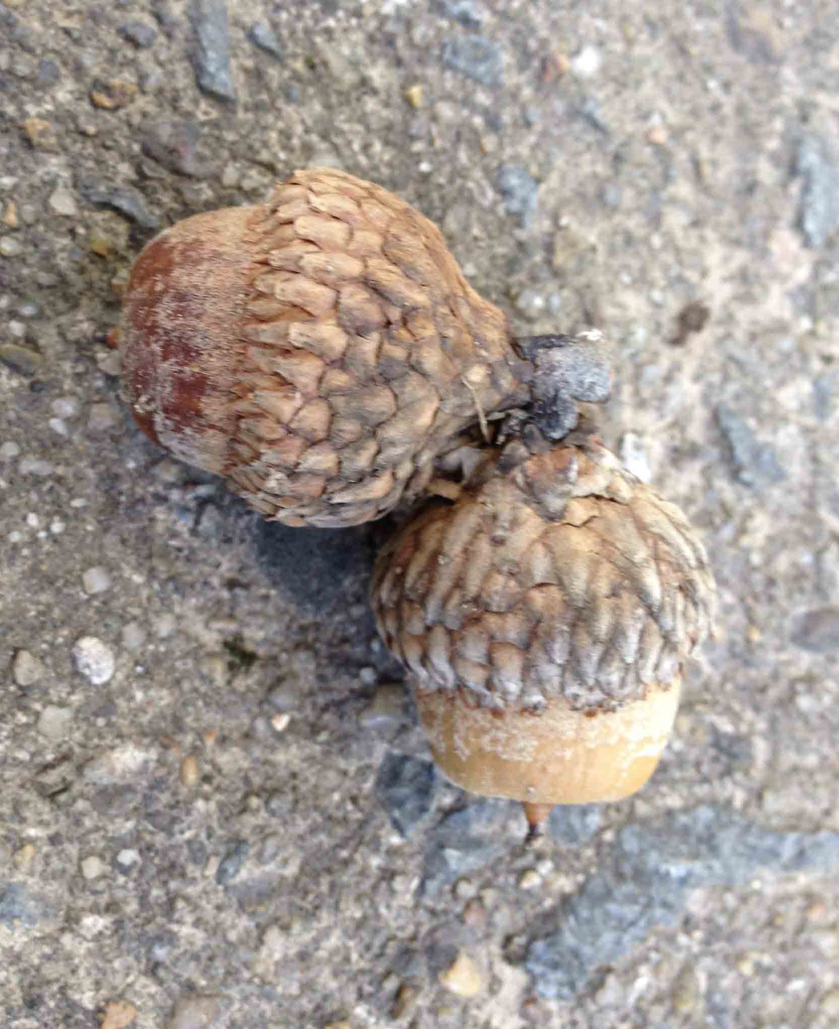 Black oak acorns