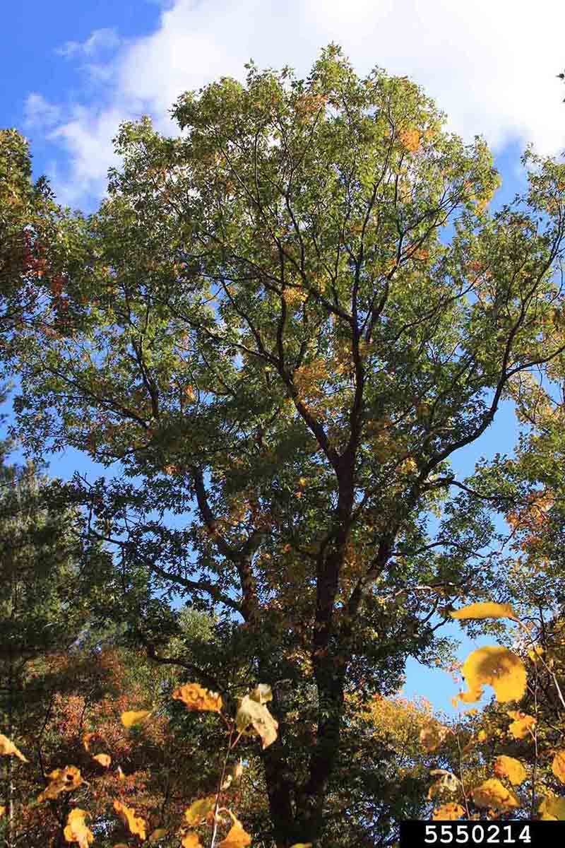 Black oak tree