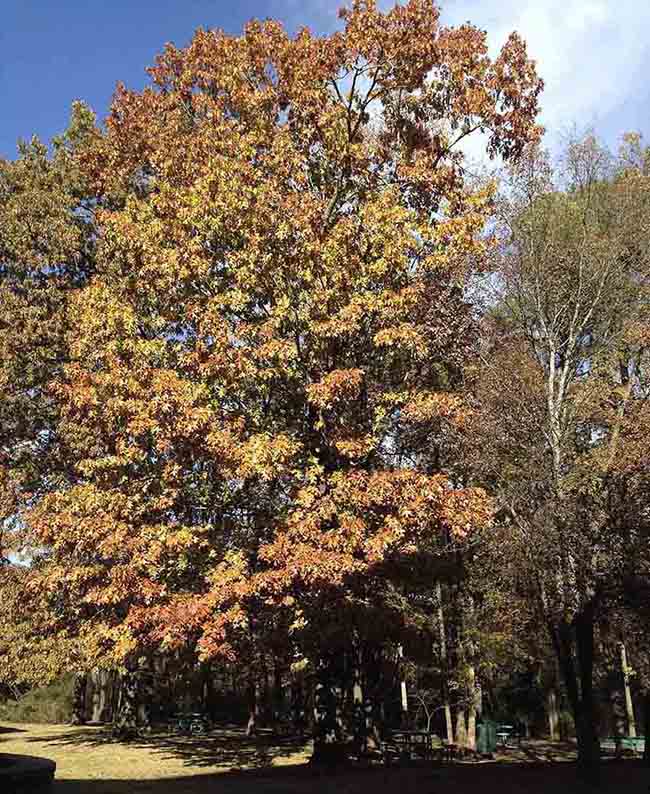 Black oak tree, fall