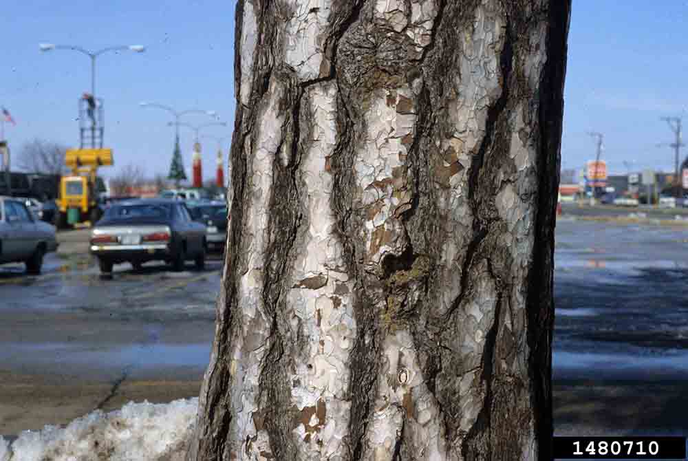 Austrian black pine bark on trunk