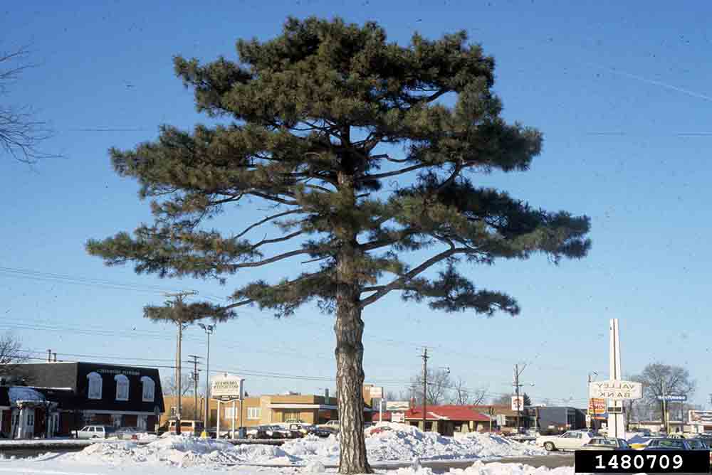 Austrian black pine tree