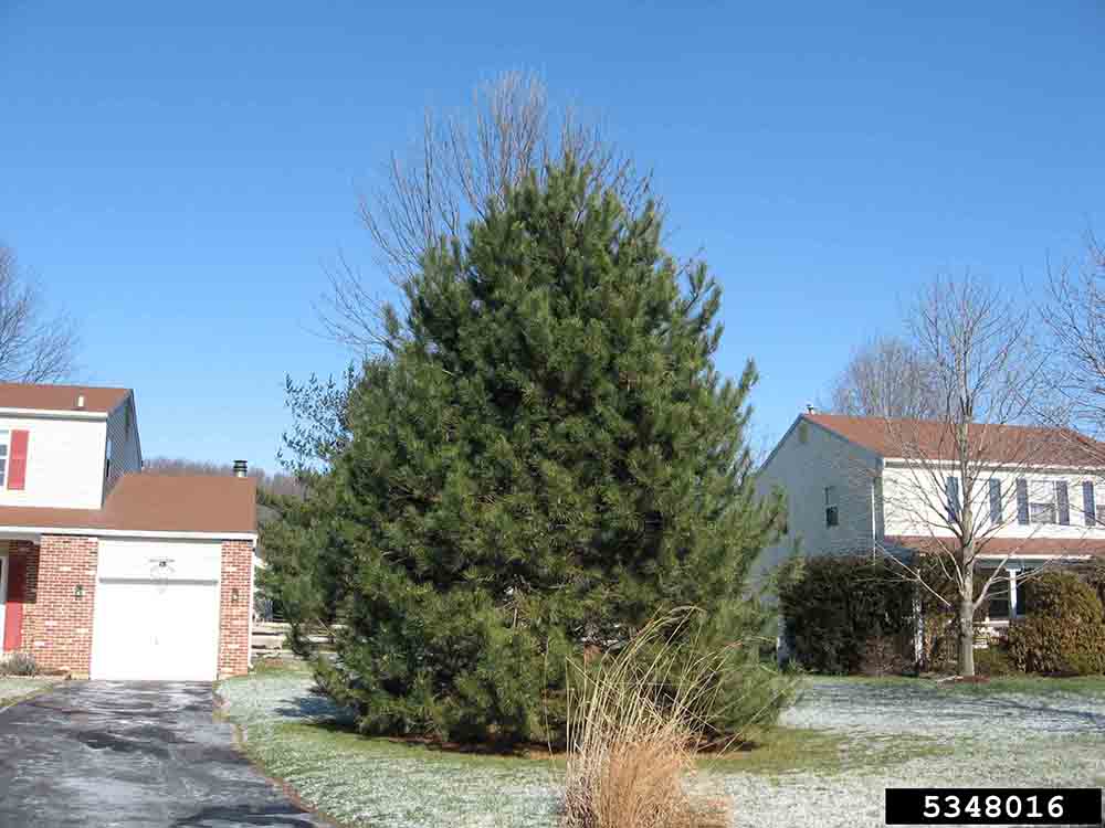 Austrian black pine tree