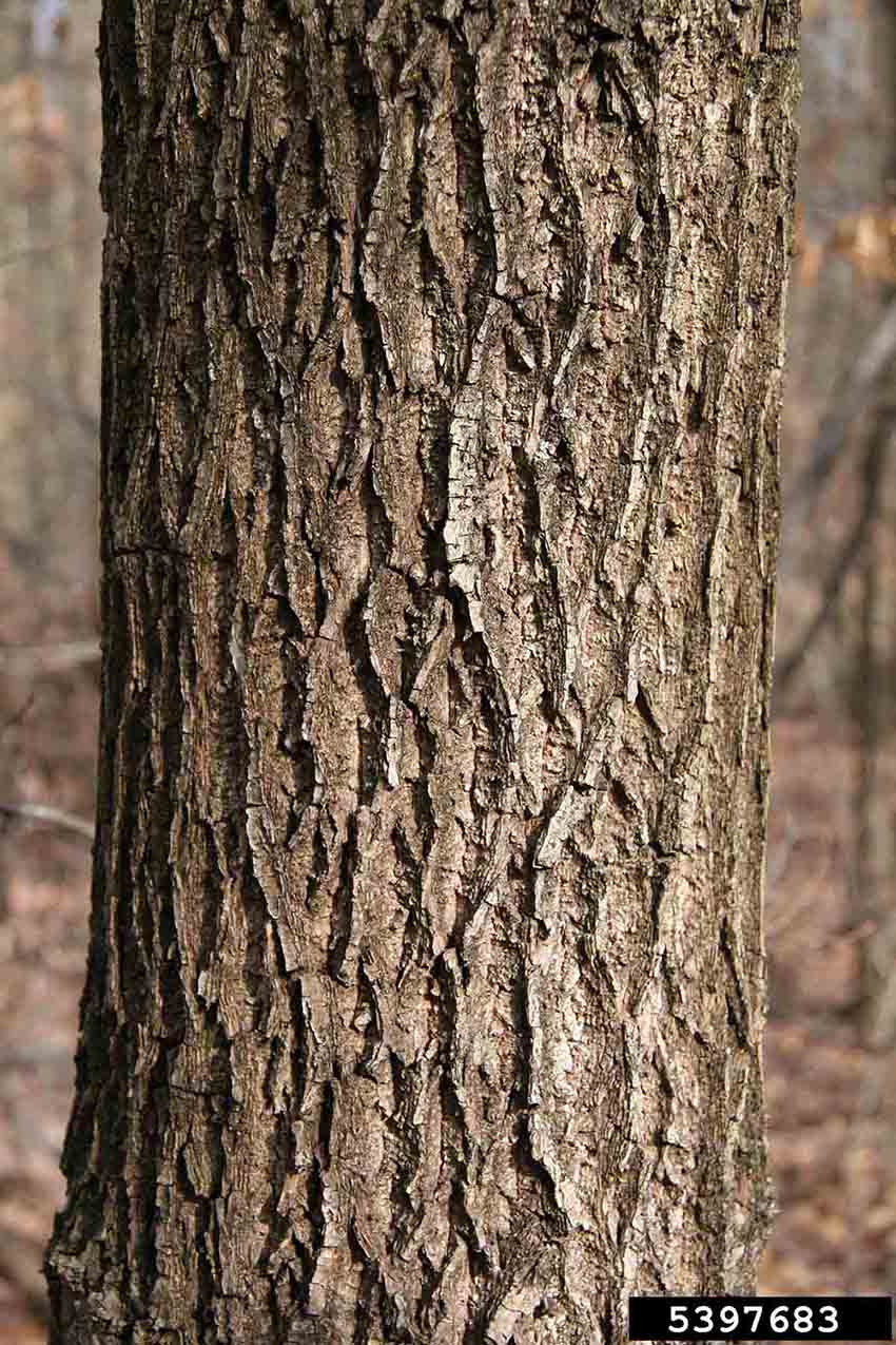 Black walnut bark on trunk