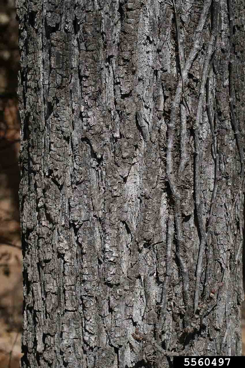 Black walnut bark on trunk