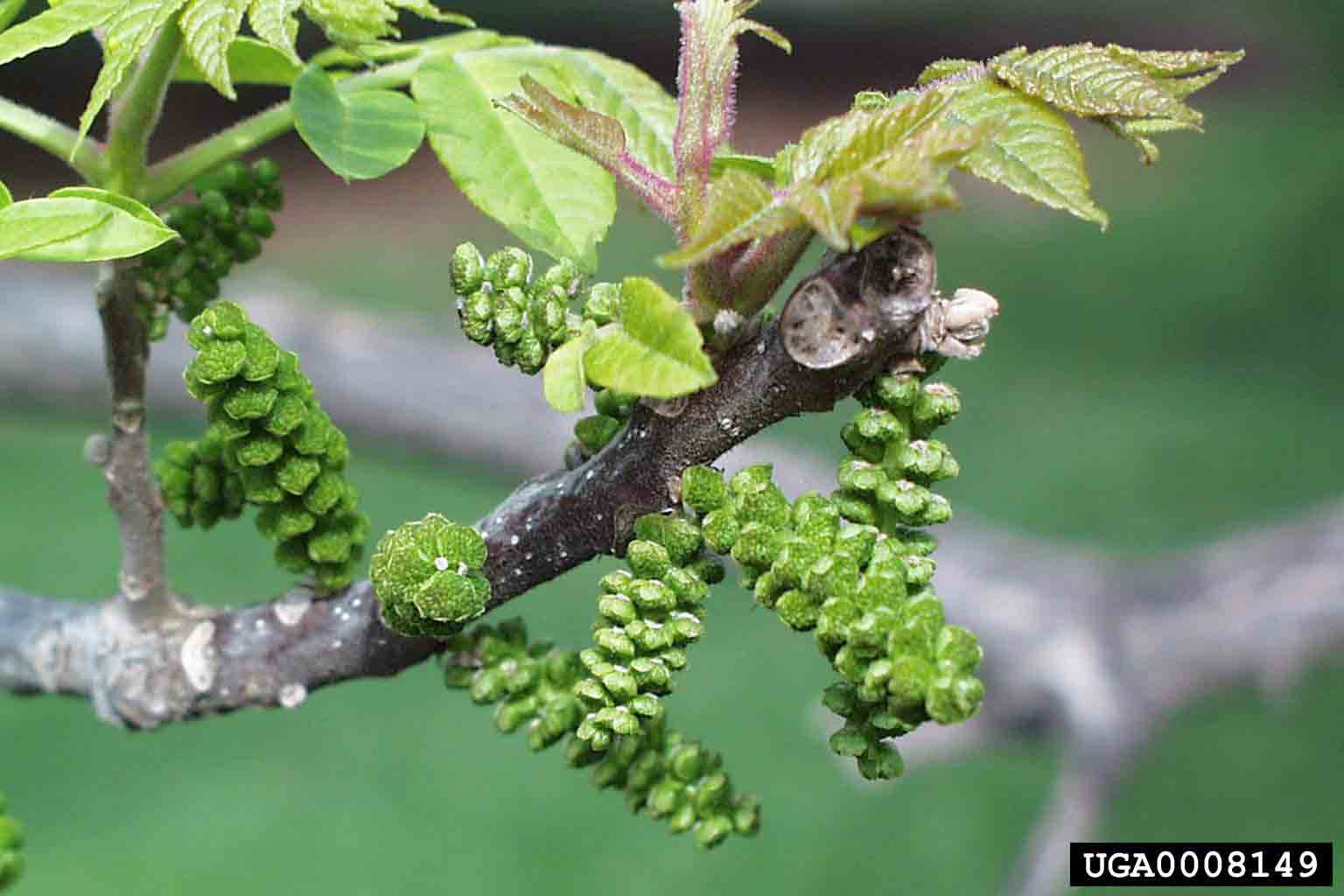 Black walnut flowers