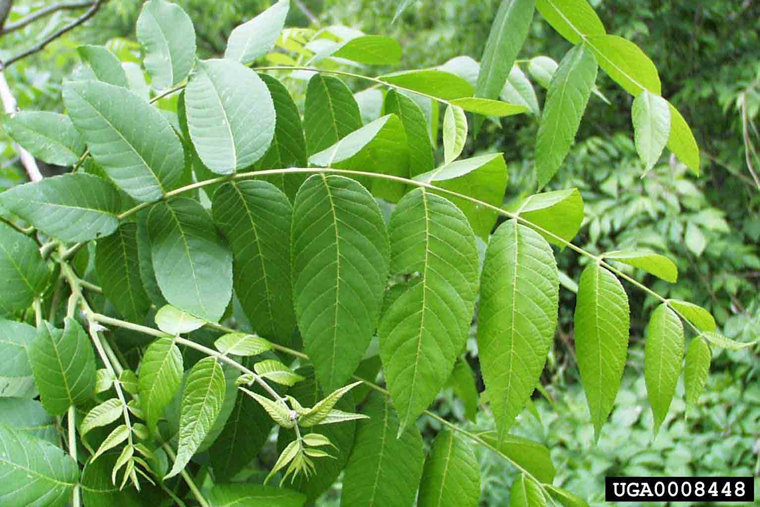 Black walnut pinnately compound leaf