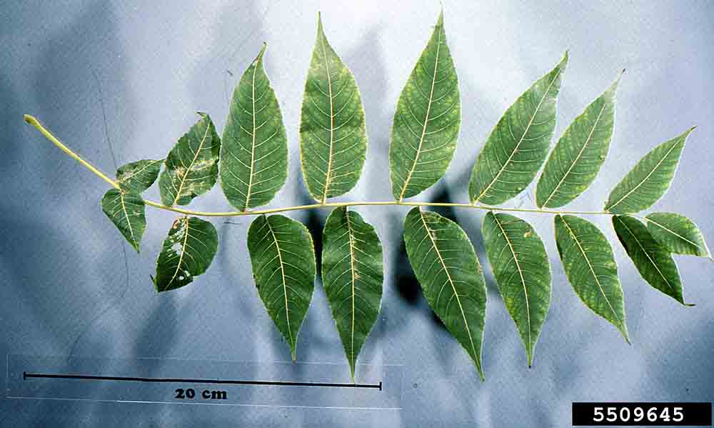 Black walnut pinnately compound leaf