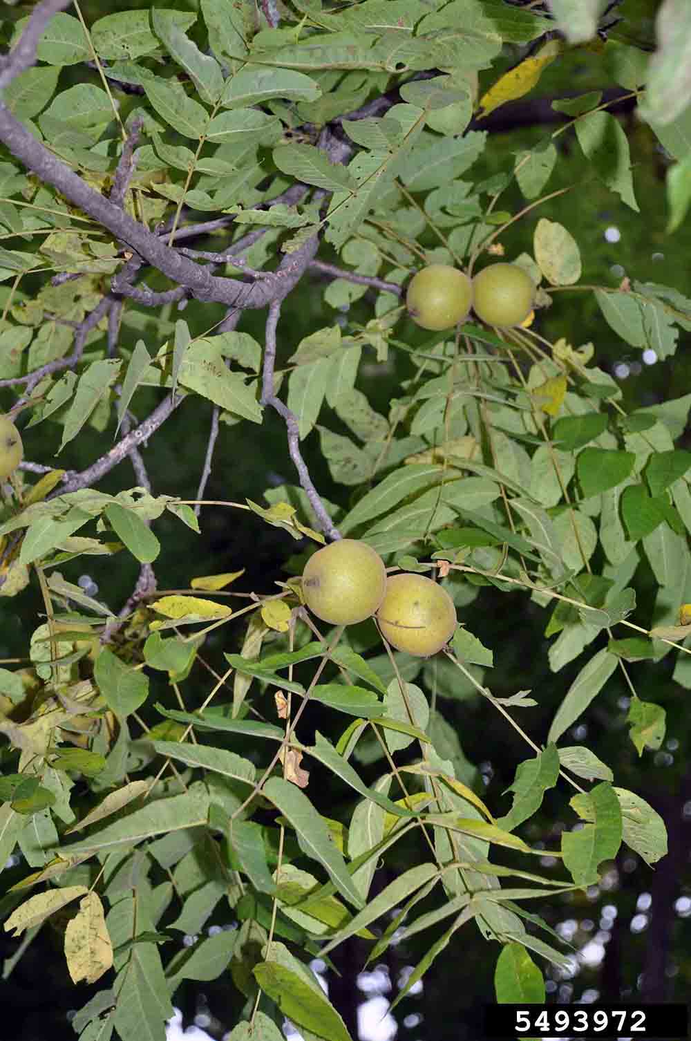 Black walnut nuts in husks, 1.5"-2" thick