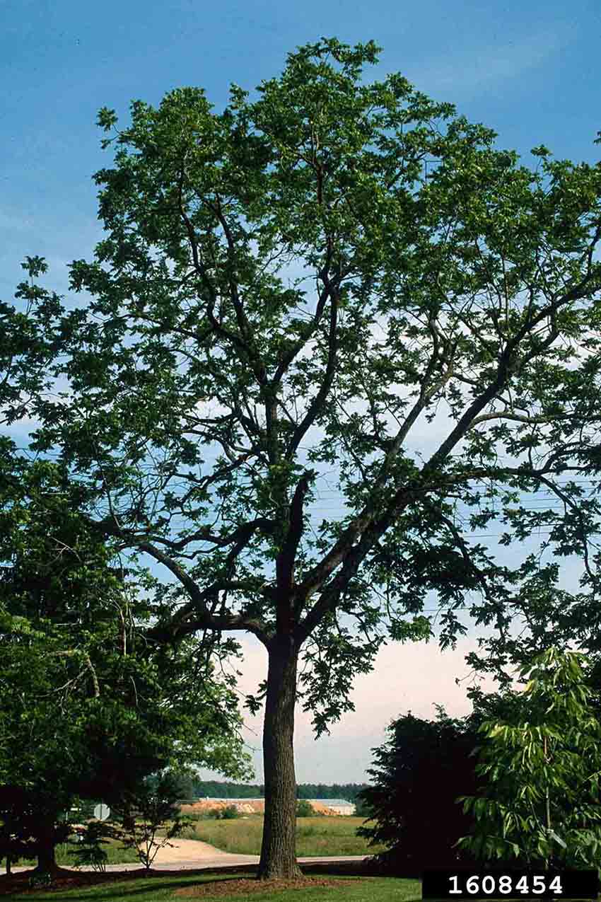 Black walnut tree