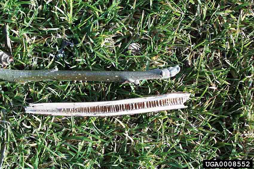 Black walnut twig with bud, showing chambered pith