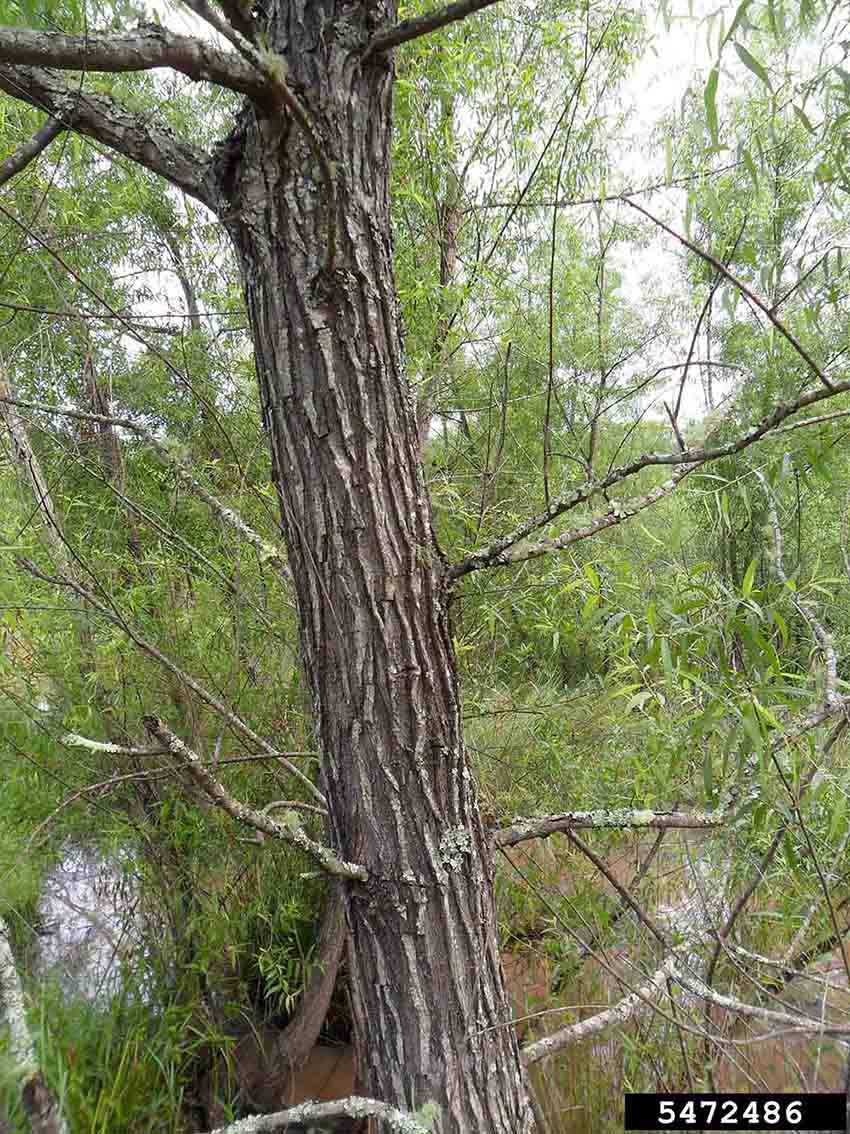 Black willow bark on trunk