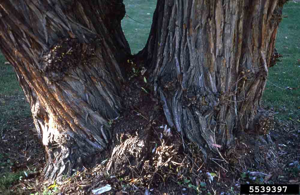 Black willow bark on mature tree