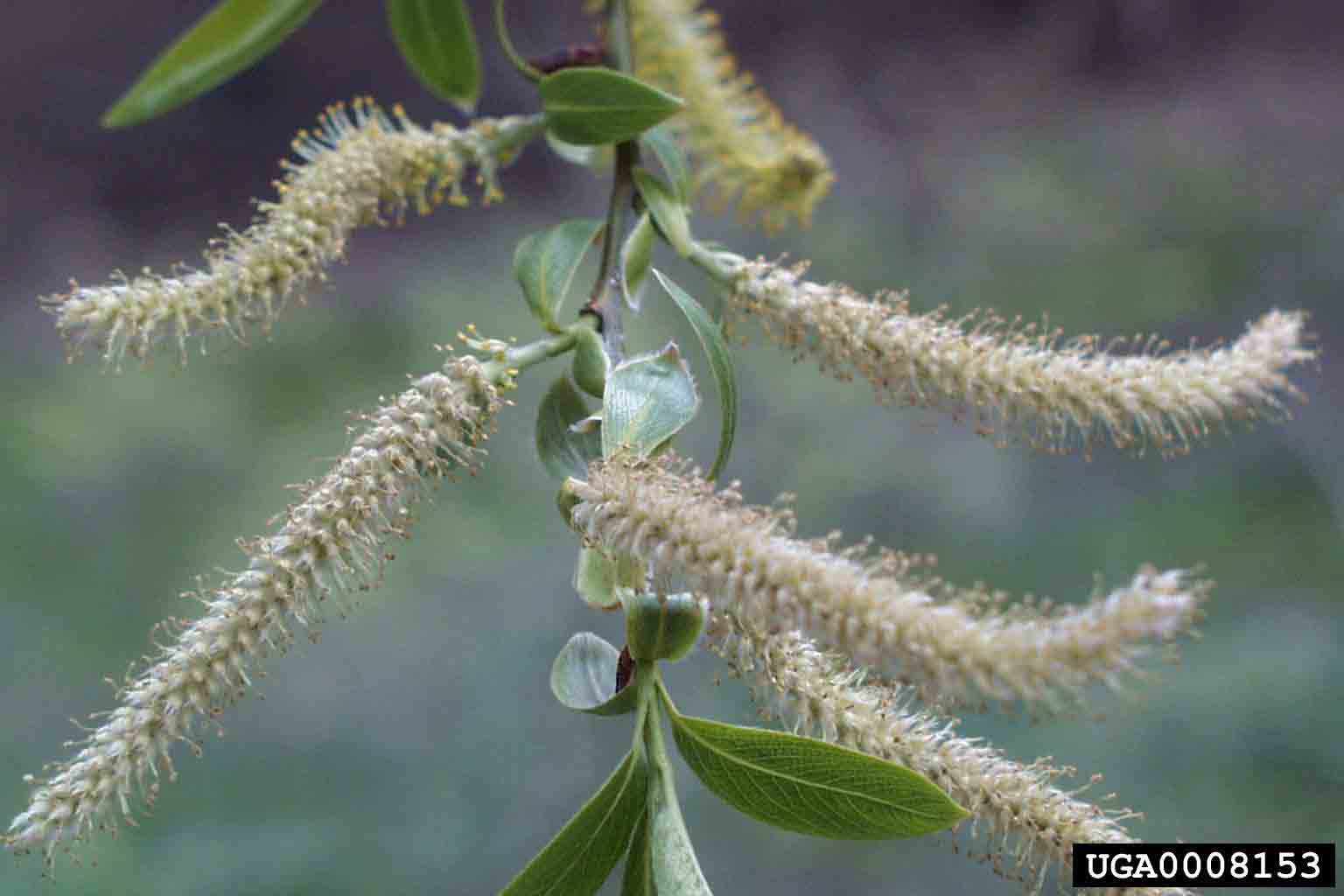Black willow flowers