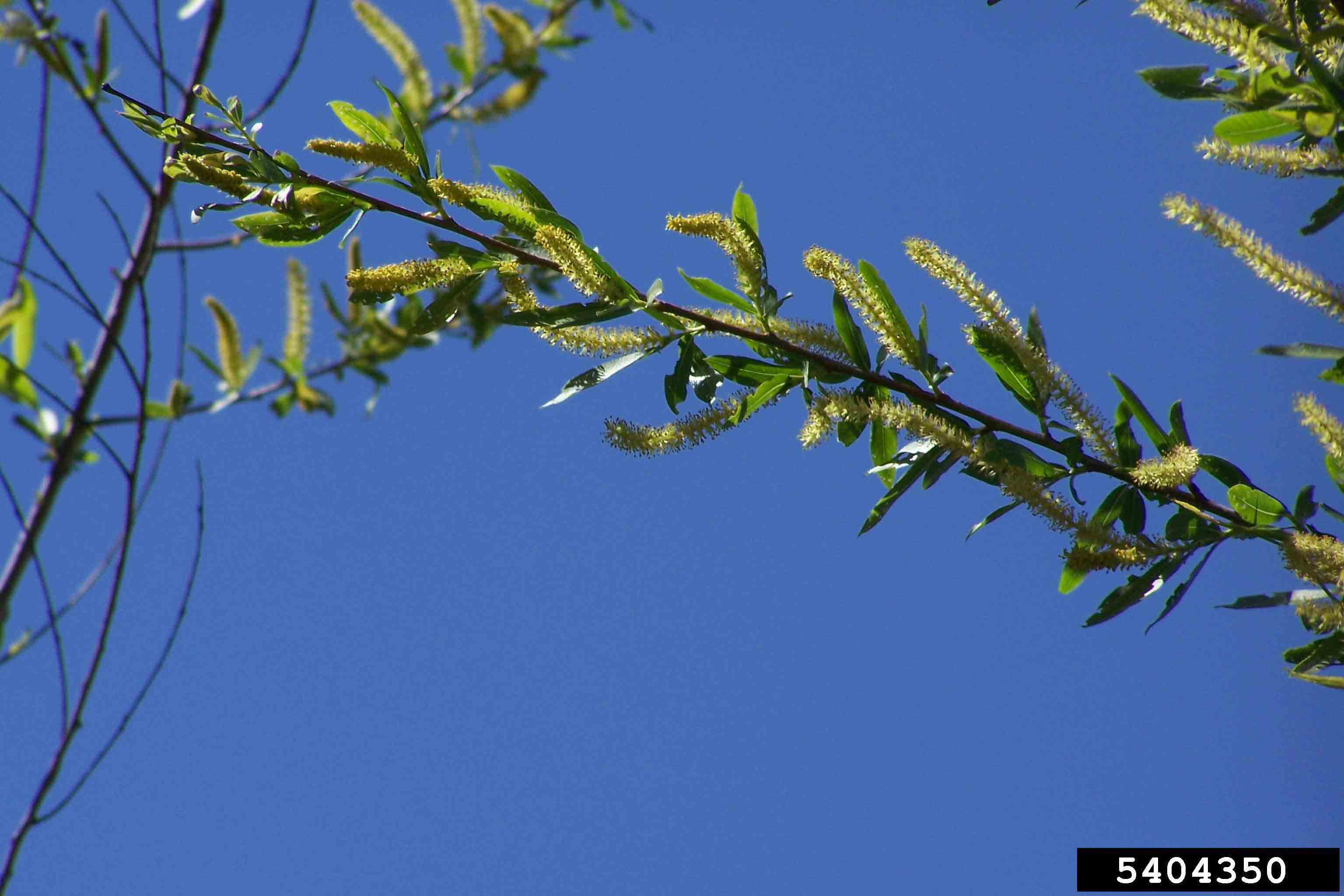Black willow flowers