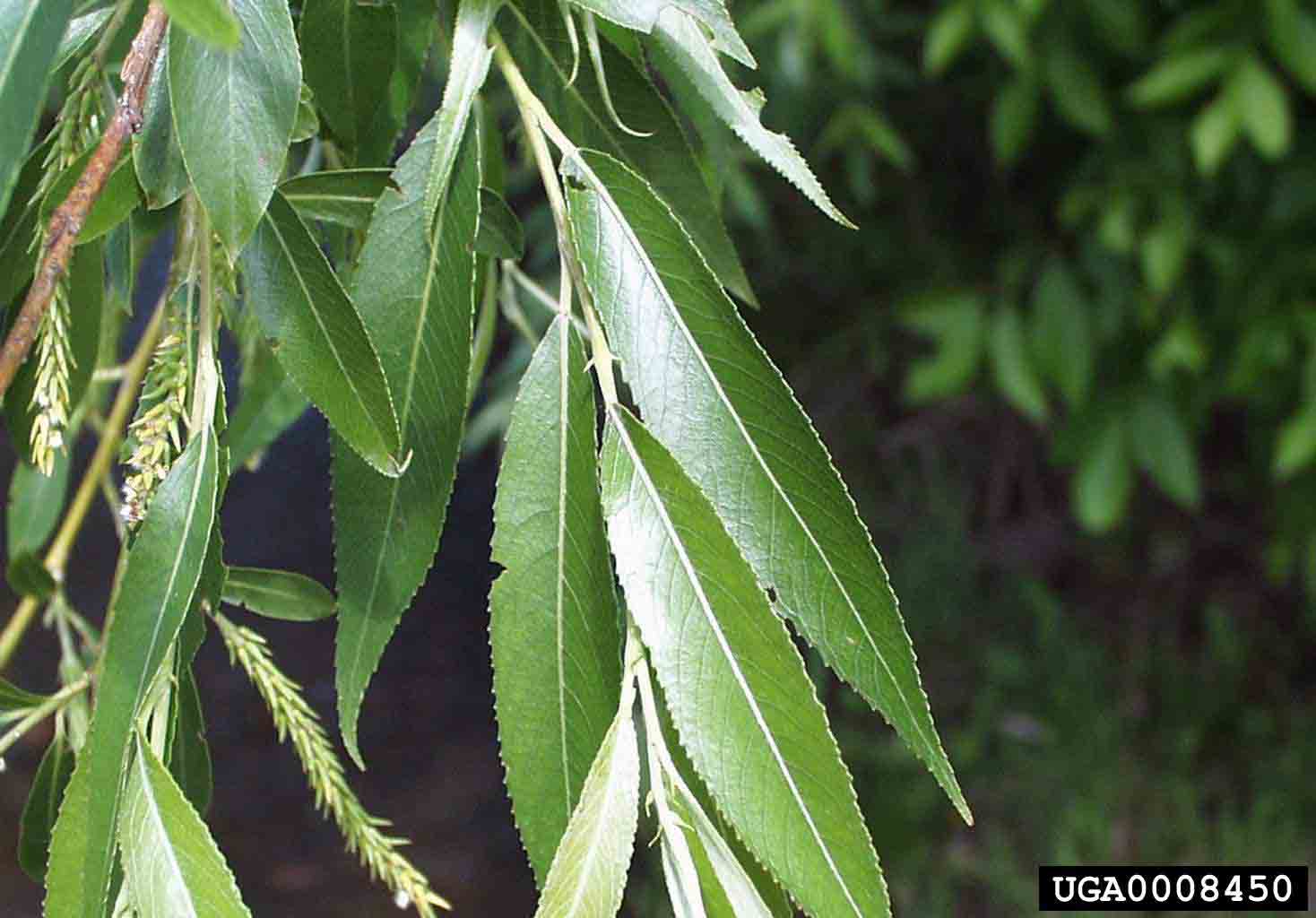 Black willow leaves