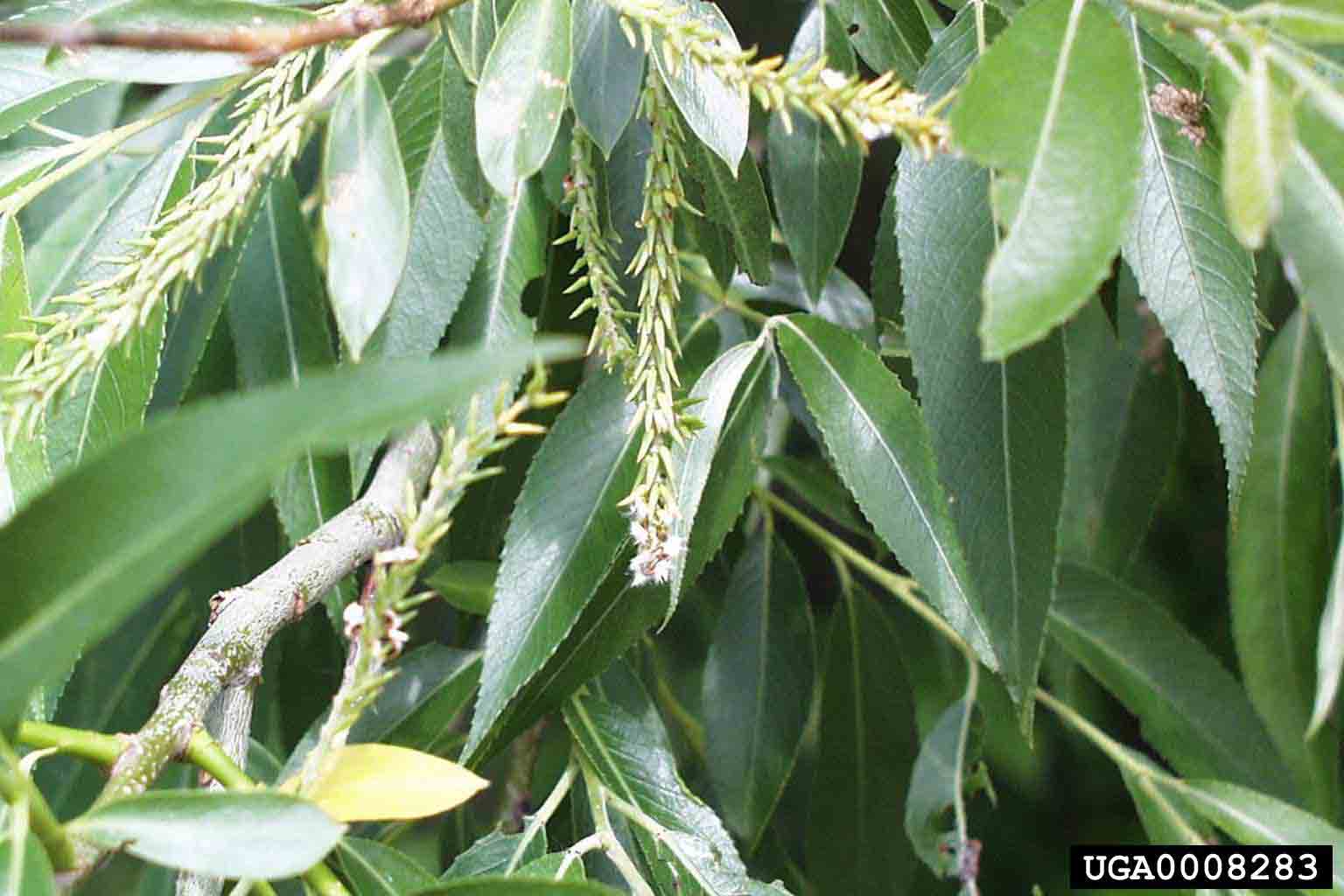 Black willow fruit