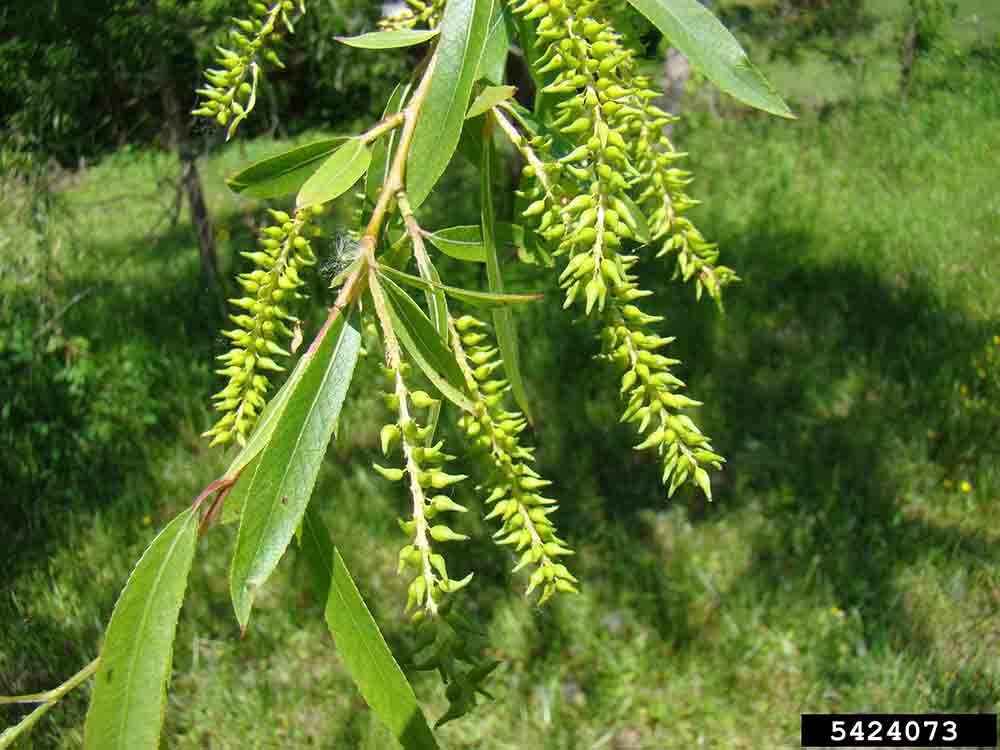 Black willow fruit