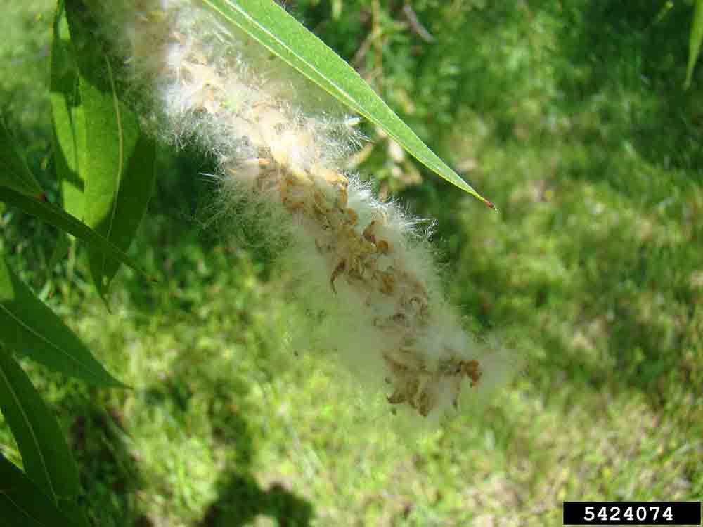 Black willow seeds with long silky down