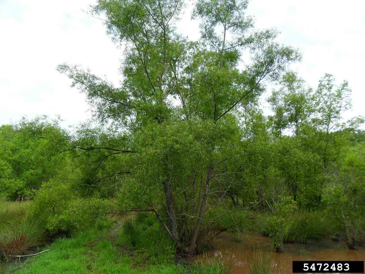 Black willow tree