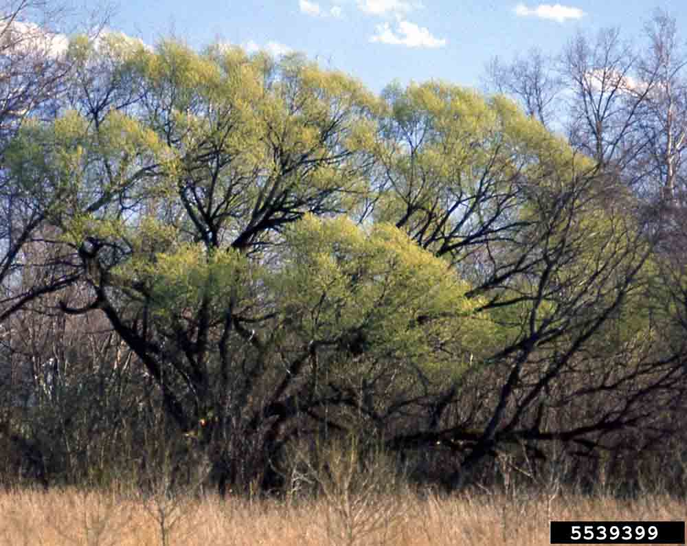 Black willow tree