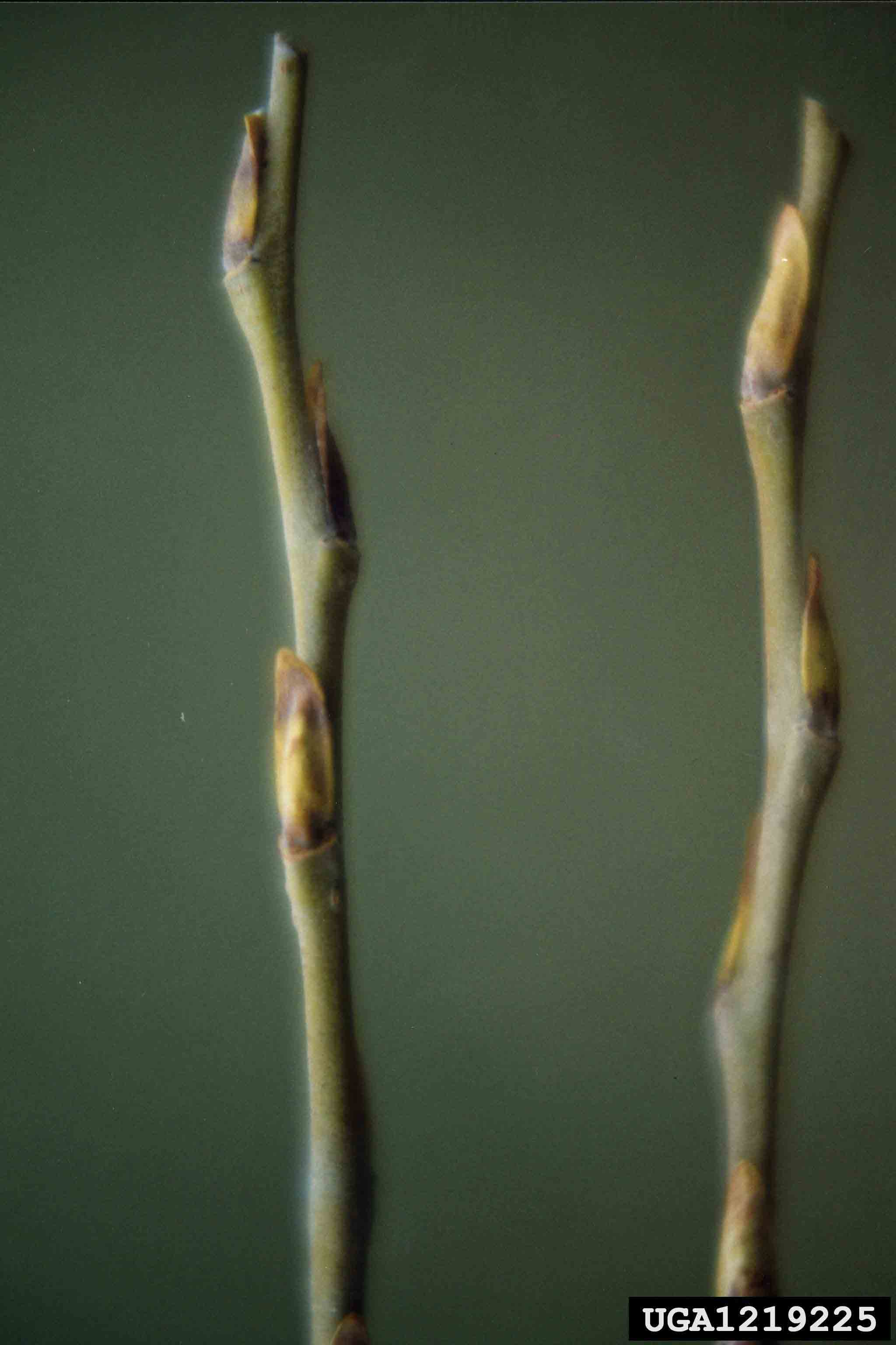 Black willow twigs