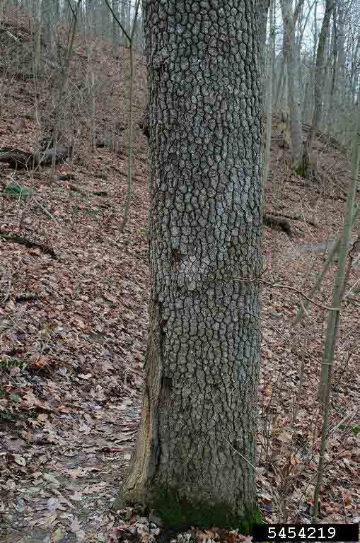 Blackgum bark on trunk