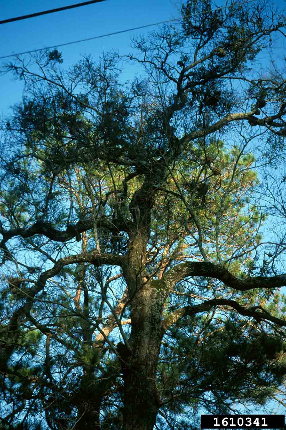 Blackgum tree