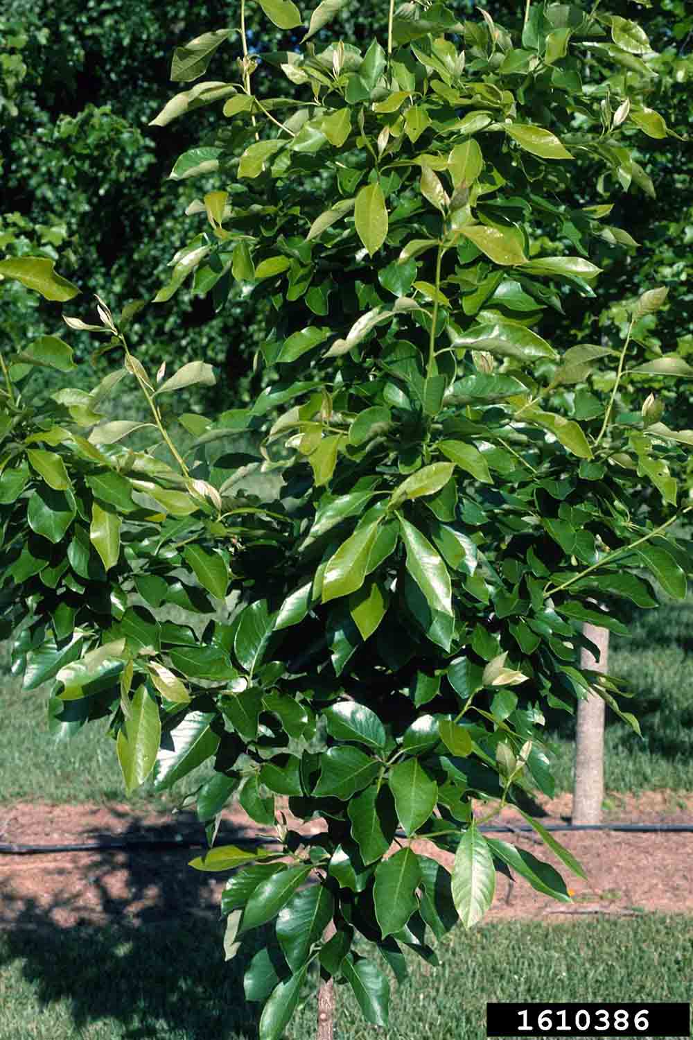 Blackgum sapling