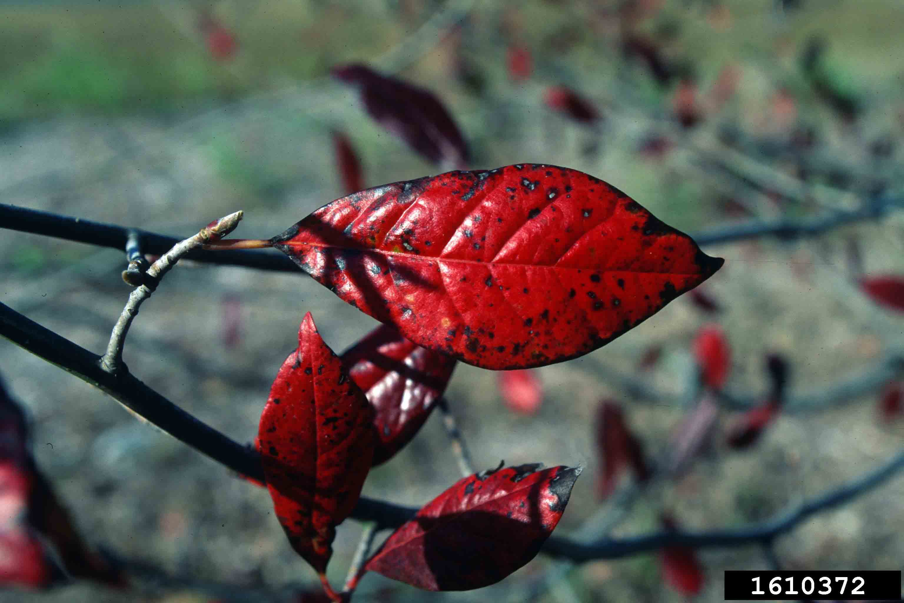 Blackgum leaf, with alternate arrangement and smooth margins, fall color