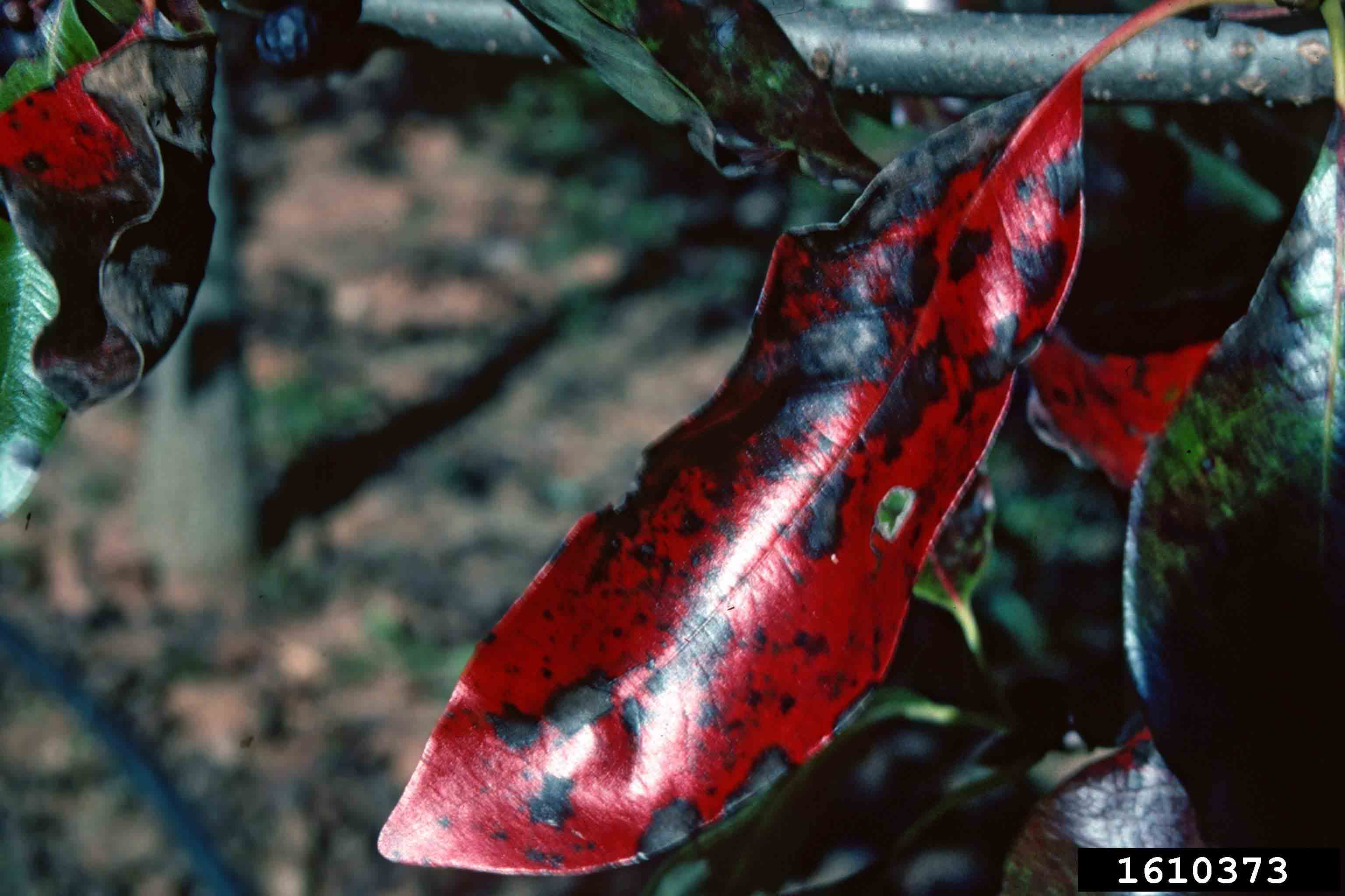 Blackgum leaf, fall