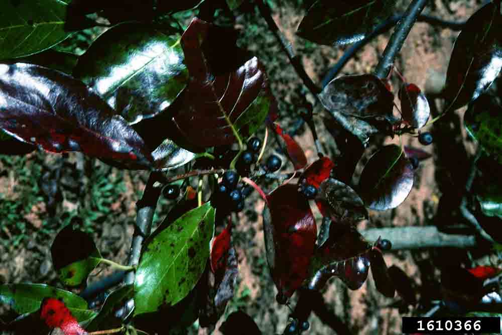 Blackgum foliage and fruit