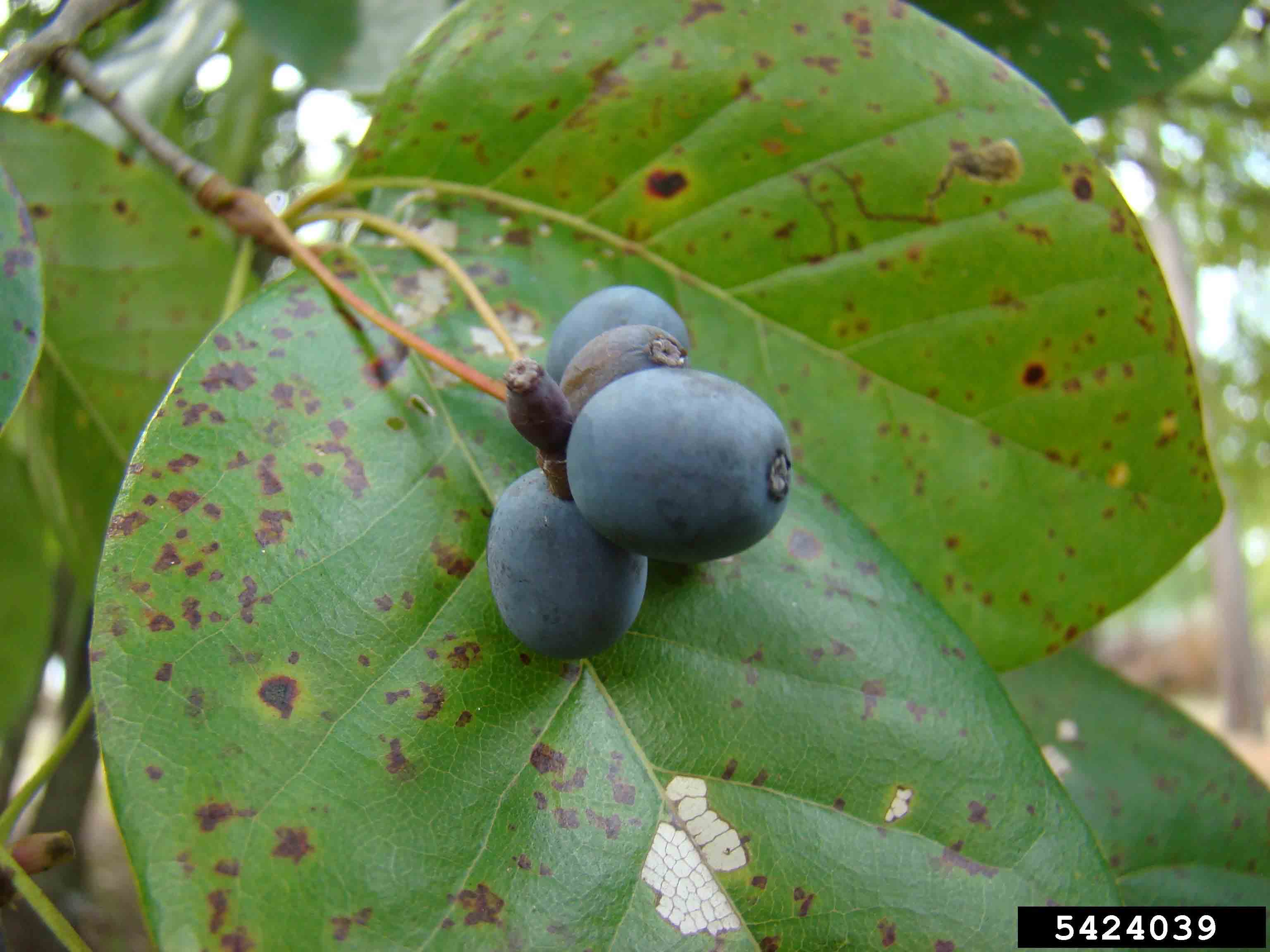 Blackgum fruit