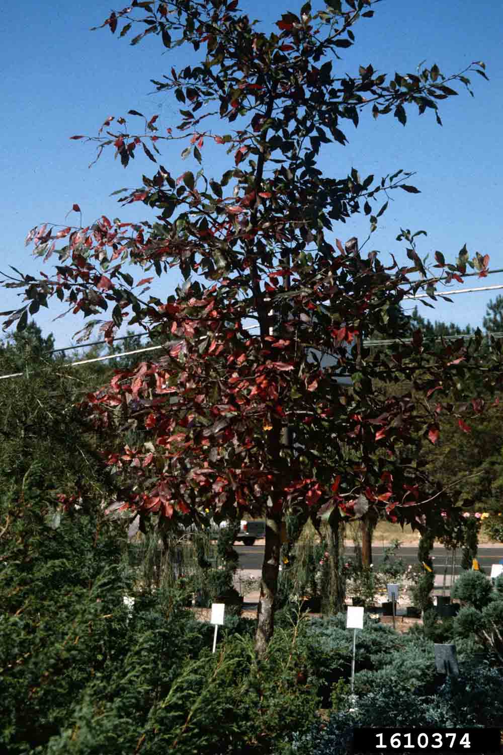 Blackgum tree, fall