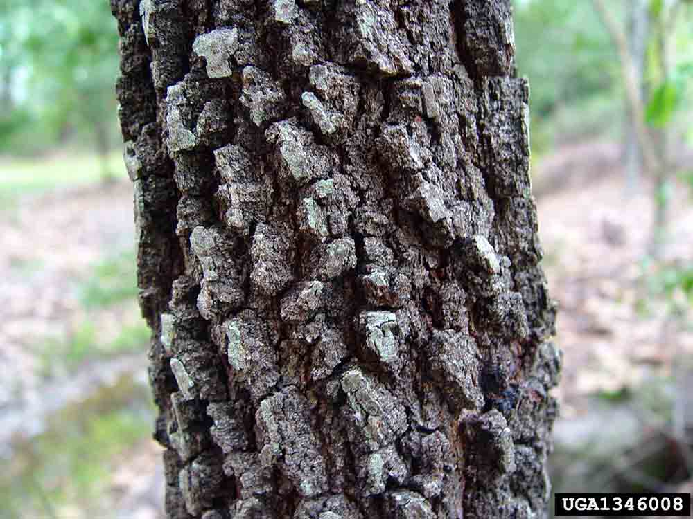 Blackjack oak bark on trunk