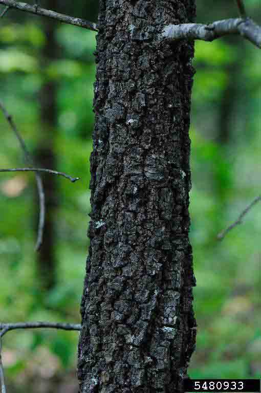 Blackjack oak bark on trunk