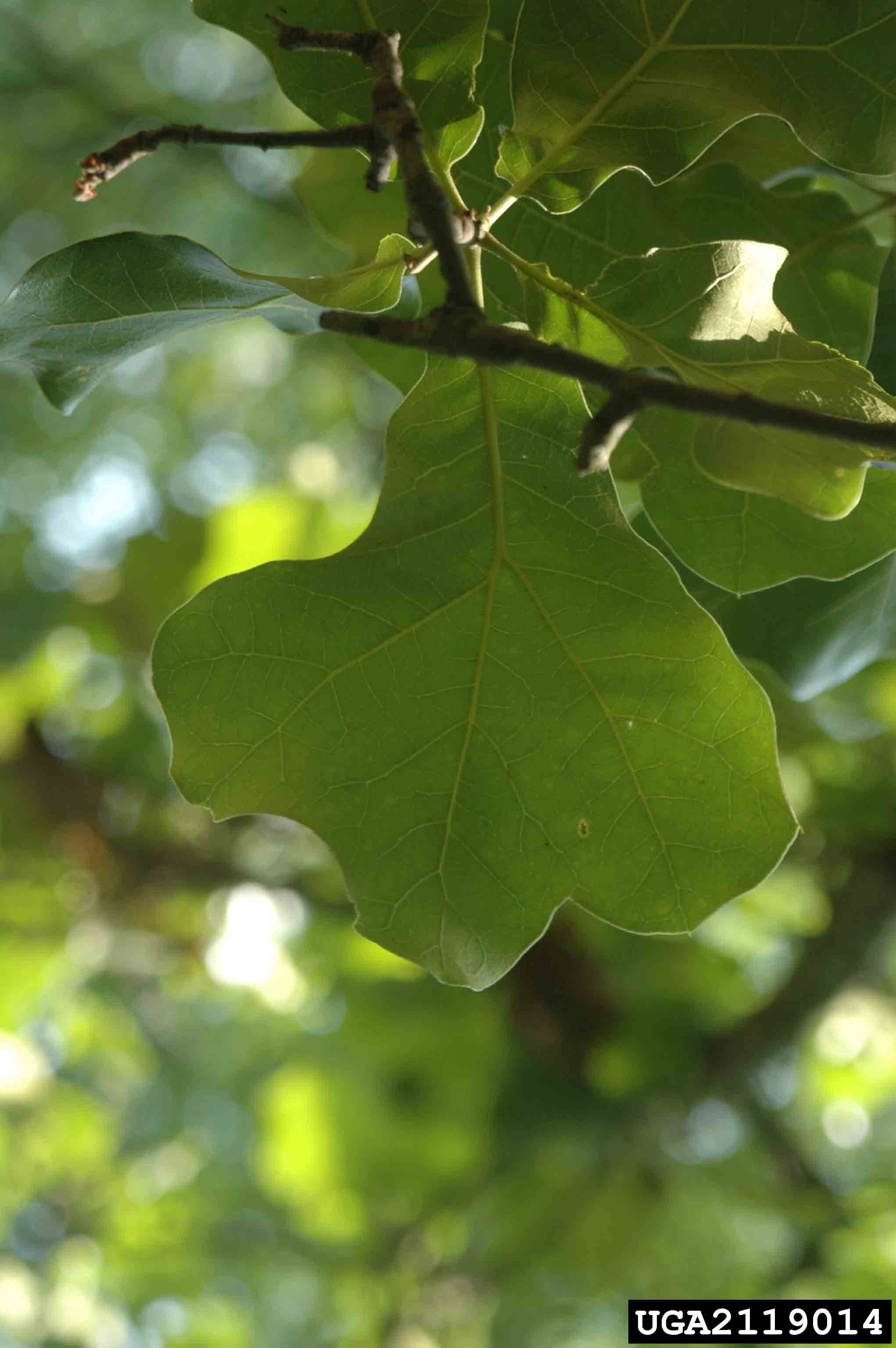 Blackjack oak leaf, underside